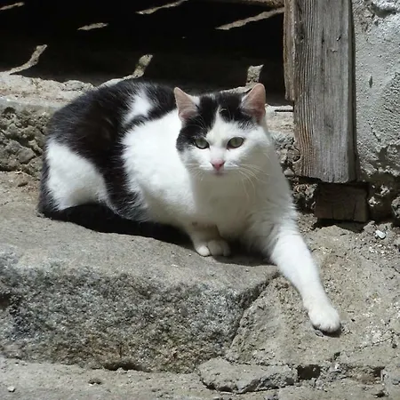Çiftlik konaklama Rainerhof